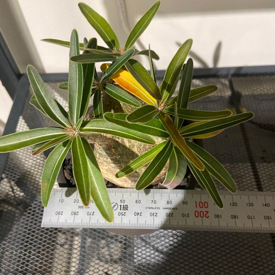 パキポディウムグラキリス　伝市鉢