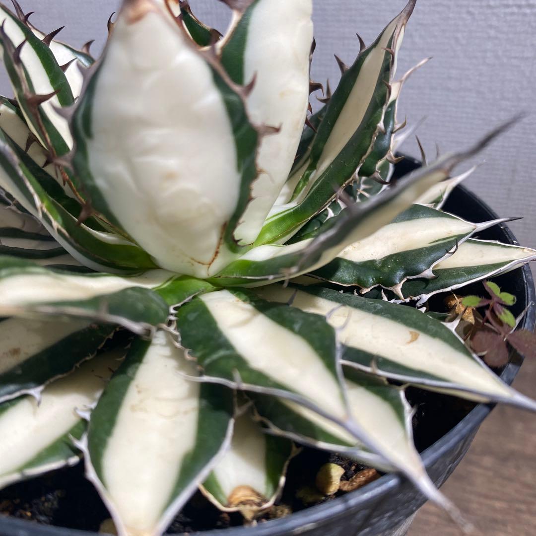 アガベ　ホリダ白中斑入　極上3