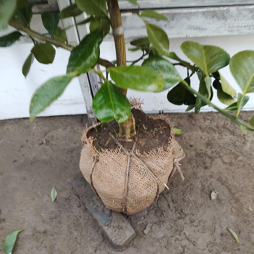 晩白柚 ばんぺいゆ ザボン 3年生