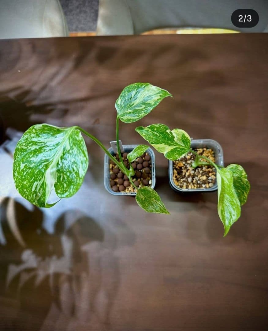 SALE 限定10セット　奇跡の天然鉱石「ぐんぐん玉」観葉植物用です。