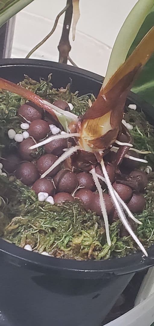 SALE 限定10セット　奇跡の天然鉱石「ぐんぐん玉」観葉植物用です。