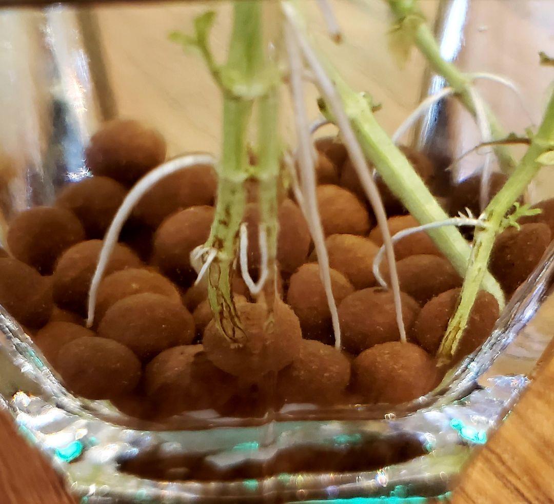 SALE 限定10セット　奇跡の天然鉱石「ぐんぐん玉」観葉植物用です。