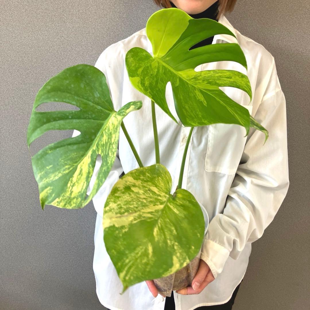 超希少❗️モンステラ　デリシオーサ　ポンポン✨