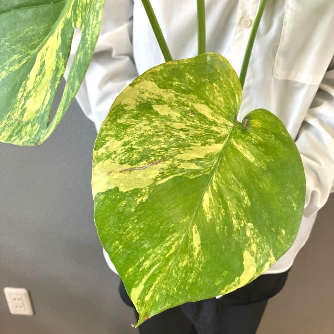 超希少❗️モンステラ　デリシオーサ　ポンポン✨