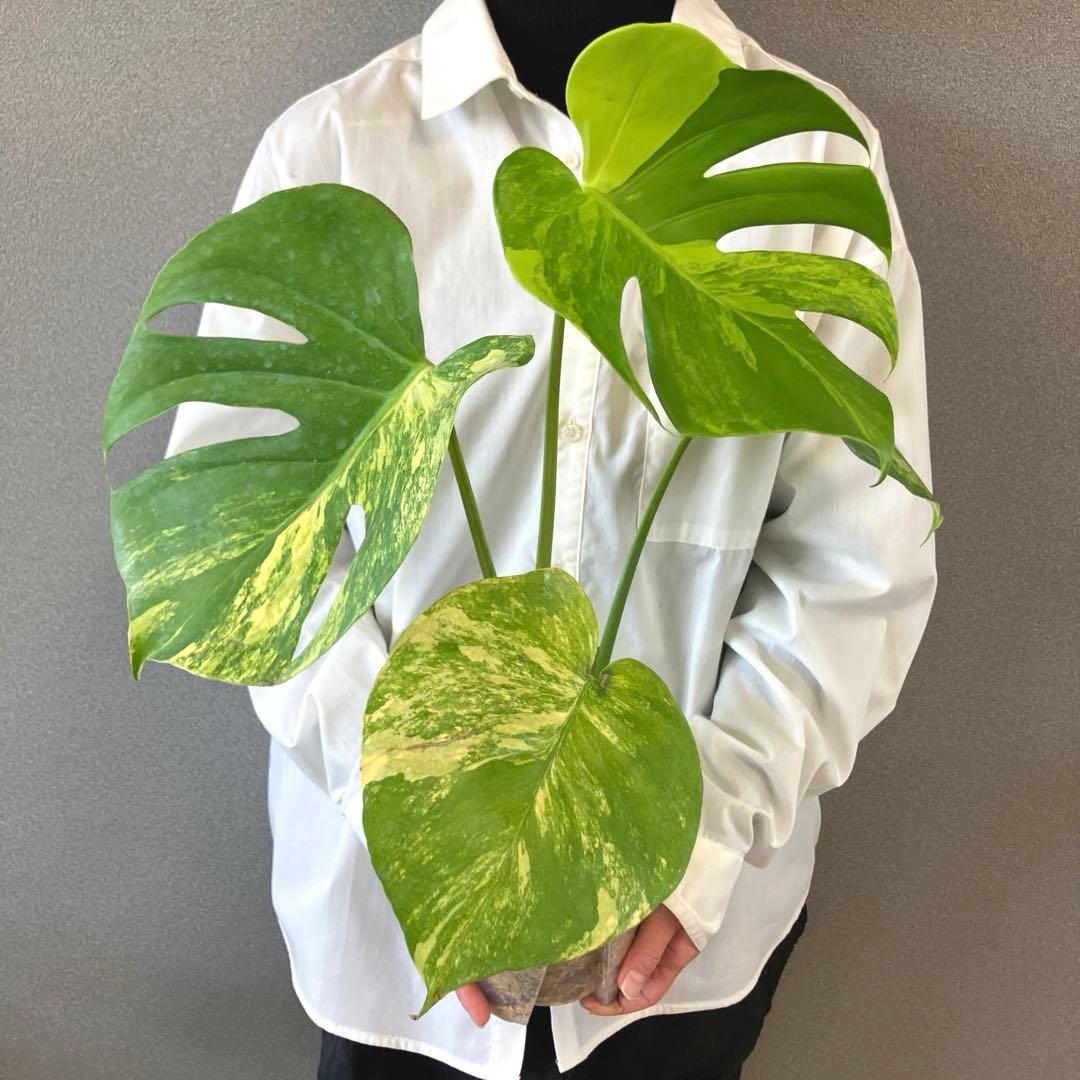 超希少❗️モンステラ　デリシオーサ　ポンポン✨