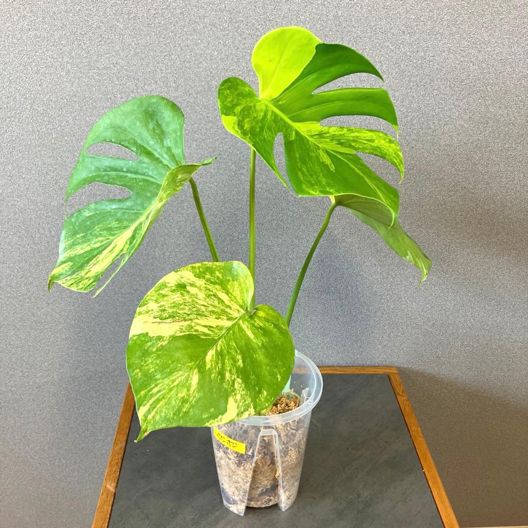超希少❗️モンステラ　デリシオーサ　ポンポン✨