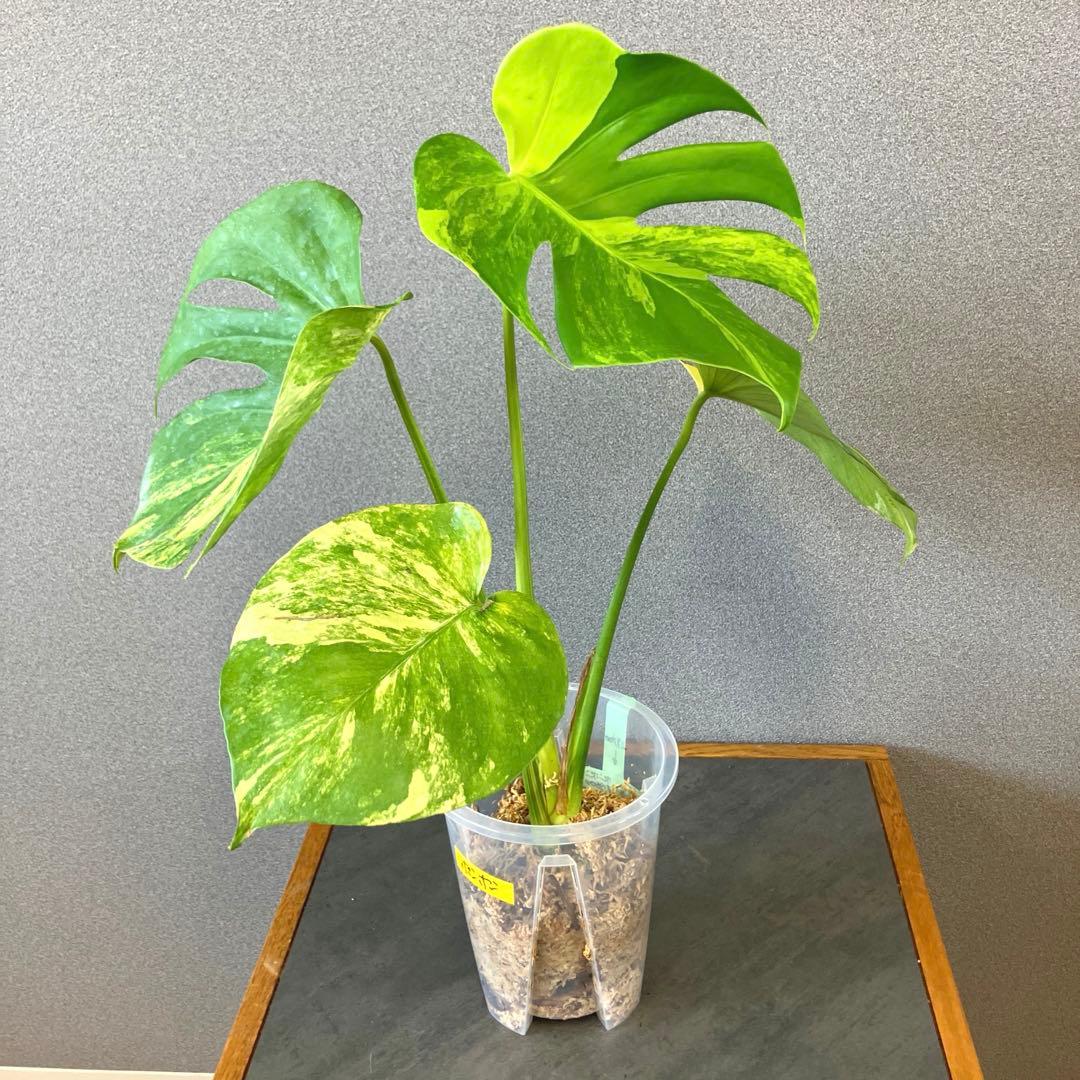超希少❗️モンステラ　デリシオーサ　ポンポン✨