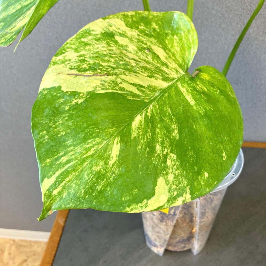 超希少❗️モンステラ　デリシオーサ　ポンポン✨