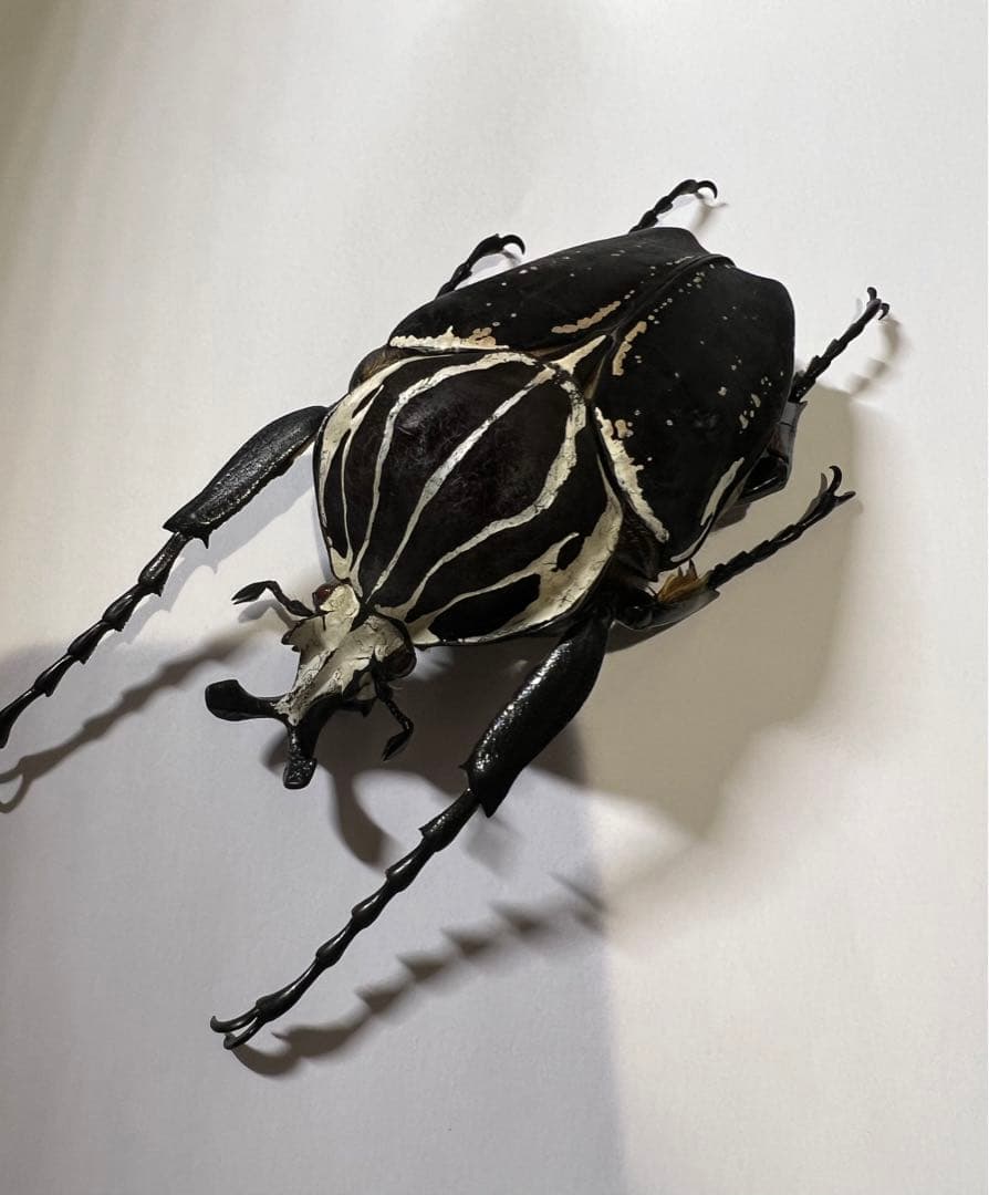 カメルーン大きさまずまず仮展脚ゴライアスオオツノハナムグリ　約93mm