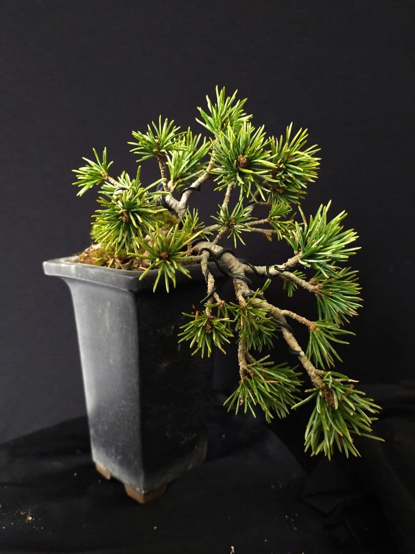 八房五葉松　盆栽　懸崖