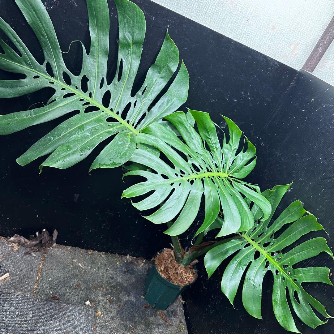 モンステラデリシオーサマクロコズム超希少系統鉢植え80㎝