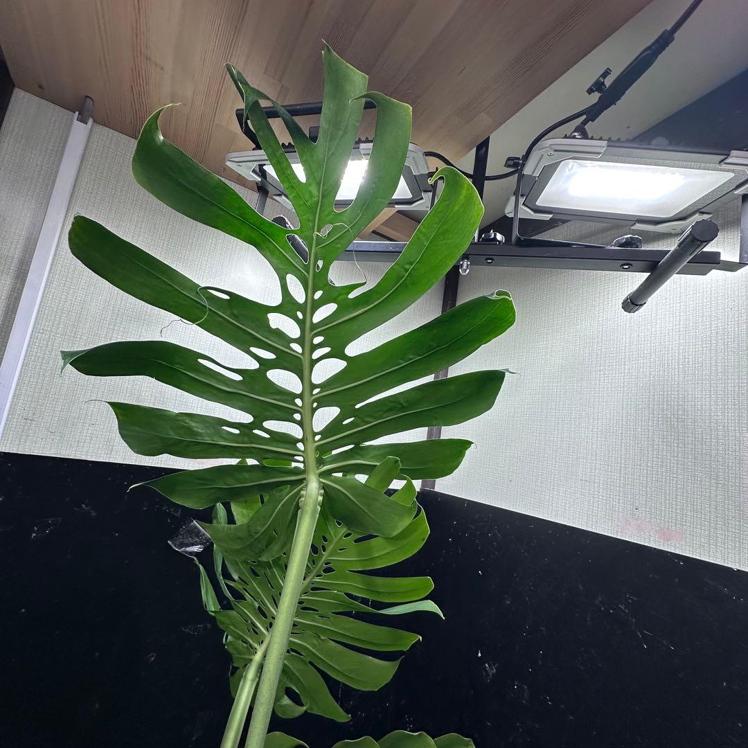 モンステラデリシオーサマクロコズム超希少系統鉢植え80㎝