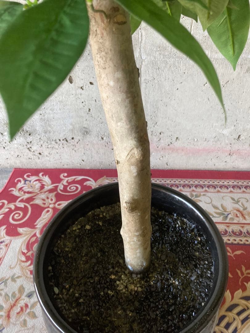 光触媒　人工観葉植物　ウォールグリーン　フェイクグリーン　パキラ16670鉢付