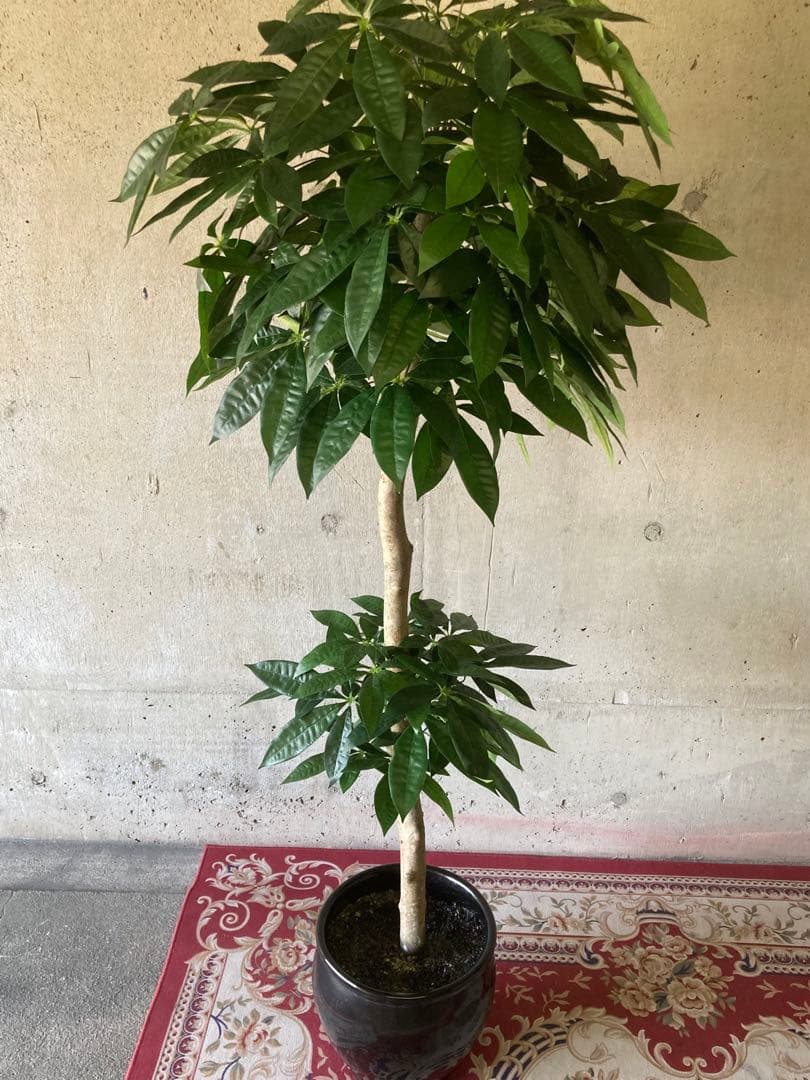 光触媒　人工観葉植物　ウォールグリーン　フェイクグリーン　パキラ16670鉢付