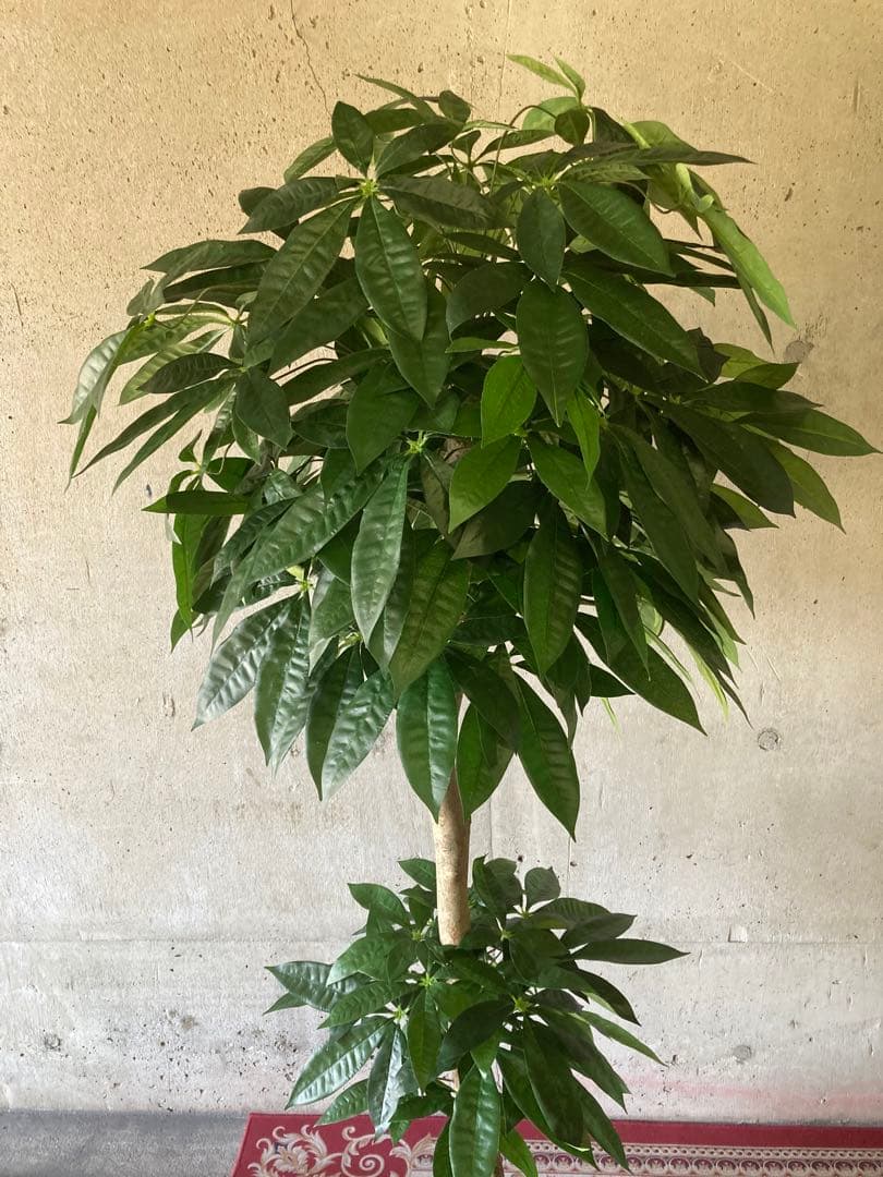 光触媒　人工観葉植物　ウォールグリーン　フェイクグリーン　パキラ16670鉢付