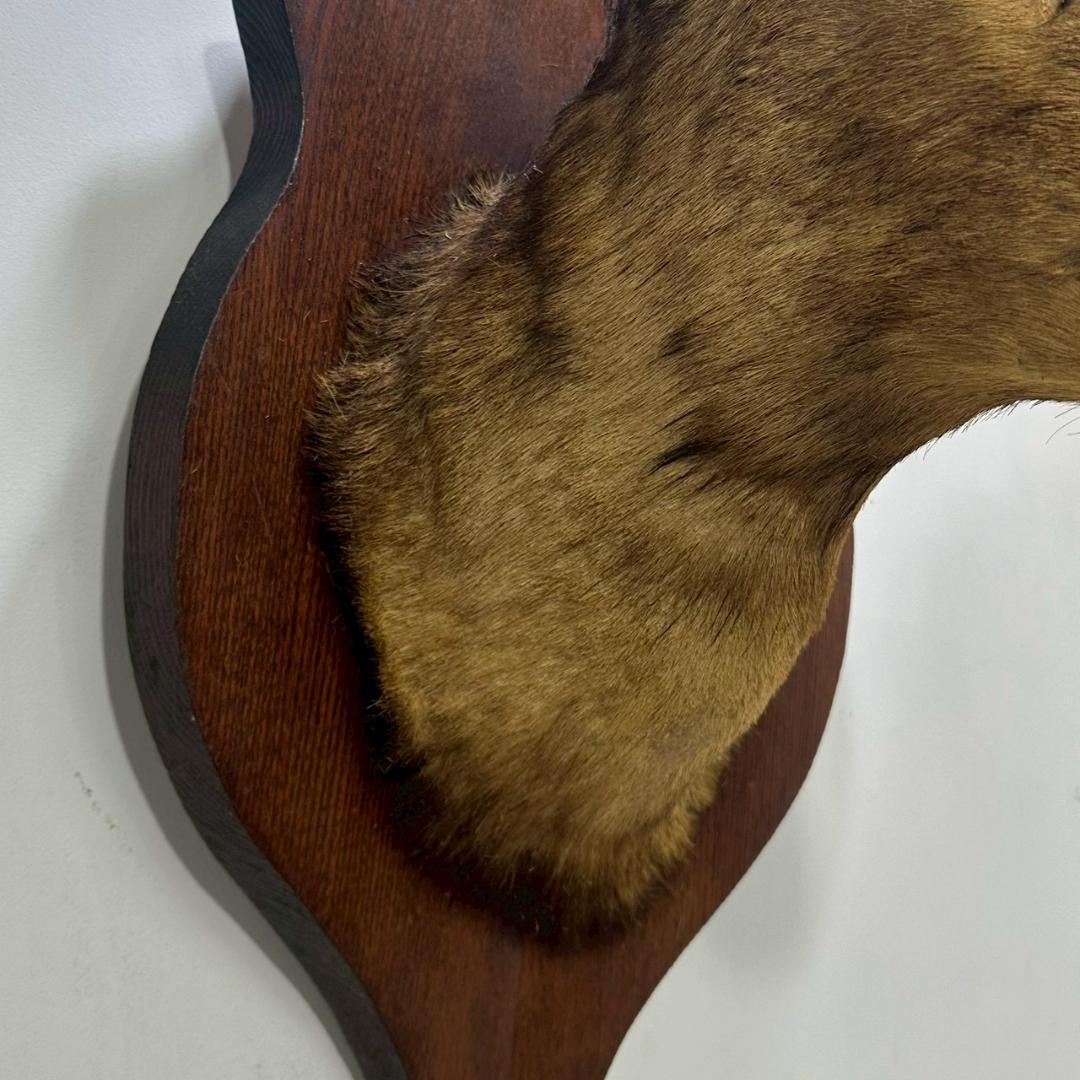 iΦ【引き取り歓迎】鹿の剥製 壁掛け ニホンジカ ハンティングトロフィー