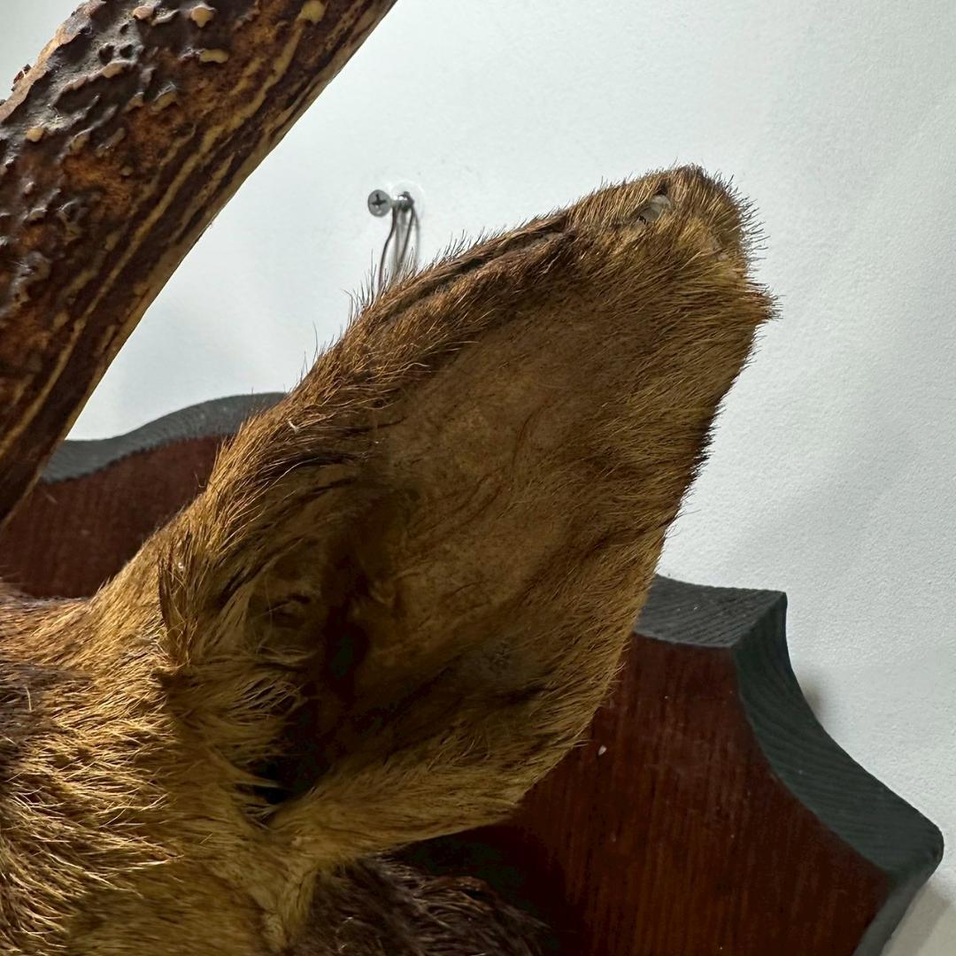 iΦ【引き取り歓迎】鹿の剥製 壁掛け ニホンジカ ハンティングトロフィー