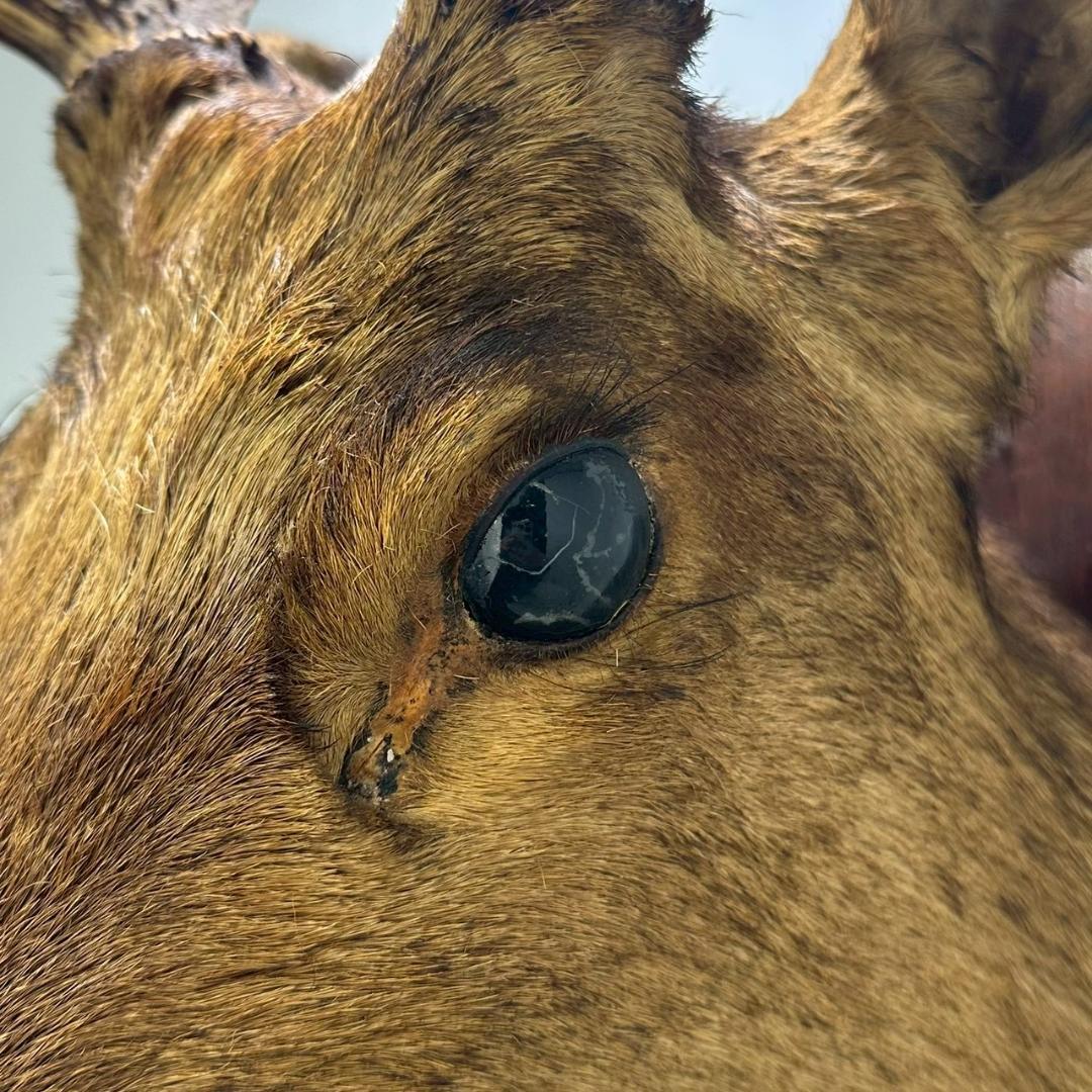 iΦ【引き取り歓迎】鹿の剥製 壁掛け ニホンジカ ハンティングトロフィー