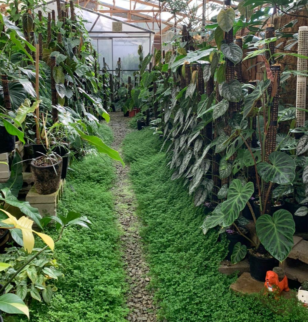 水苔無しモスポール　50本まとめ　29cmサイズ