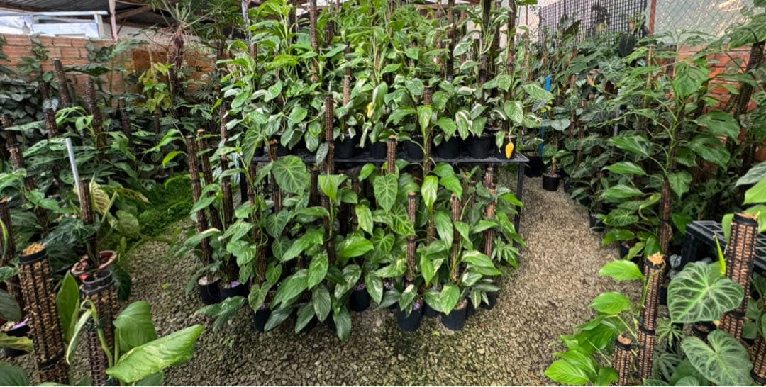 水苔無しモスポール　50本まとめ　29cmサイズ