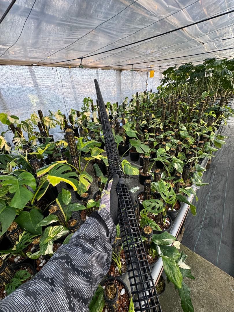 水苔無しモスポール　50本まとめ　29cmサイズ