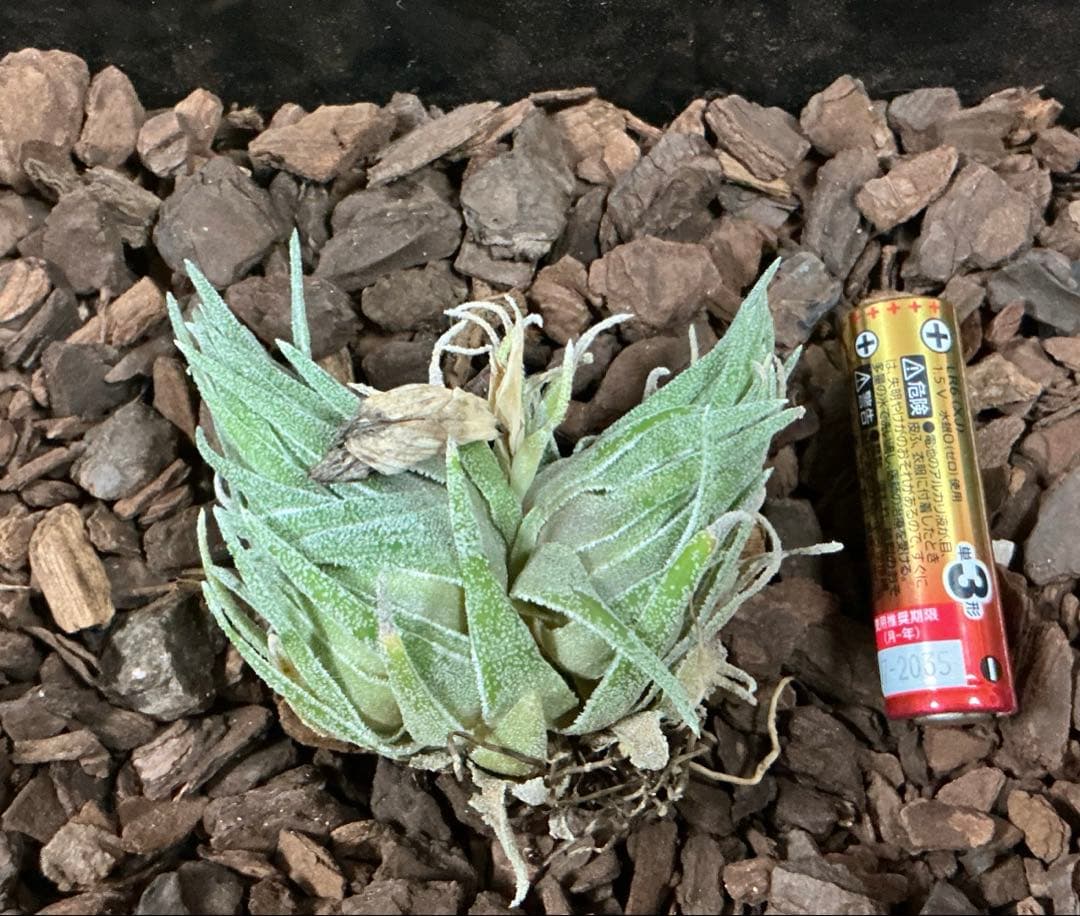 チランジア　スプレンゲリアナ　臨海型　(ブロメリアハンドブック掲載株)