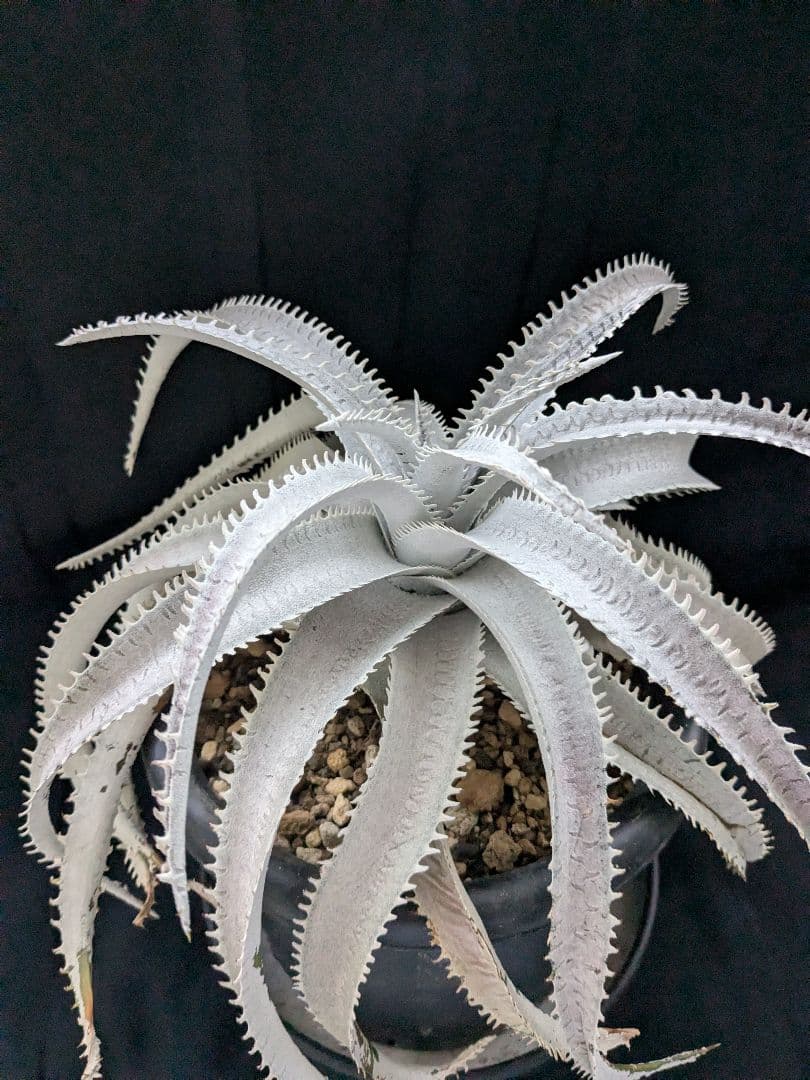 Dyckia ディッキア　  Shark スノーシャーク Q