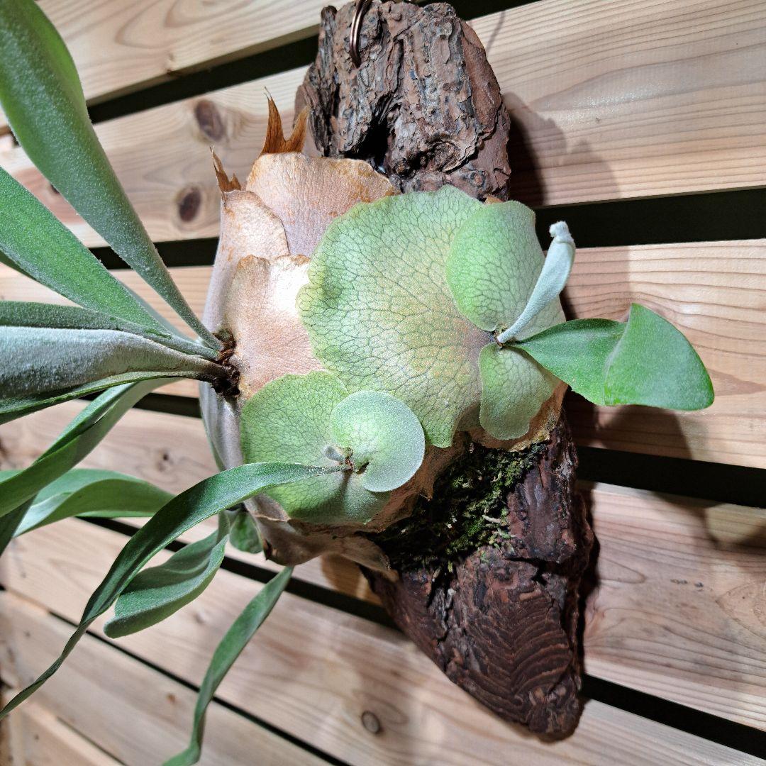 P.pumilum　OC【ビカクシダ　ベイチープミラム OC】