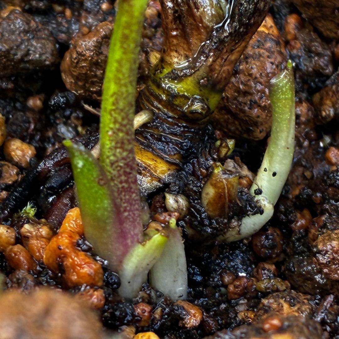 3606☘️花付き☘️⭐️ムルチ交配⭐️個性的⭐️くっきりダークピコティー⭐️大木