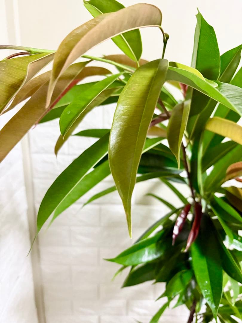 フィカスアムステルダムキング⭐️曲がり⭐️約150cm⭐️観葉植物