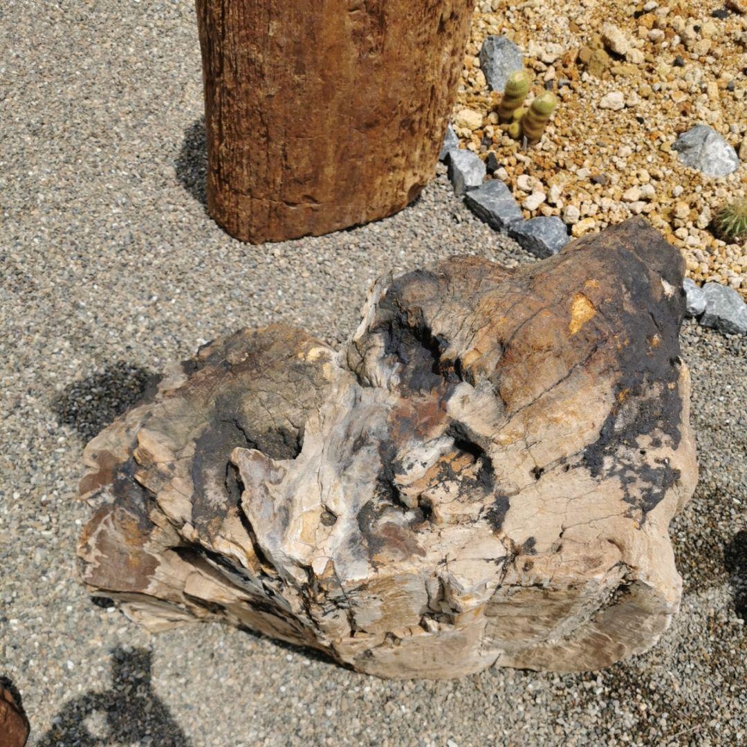 秋田産　珪化木　349キロ　木化石　庭石　石　鑑賞石　置物　オブジェ