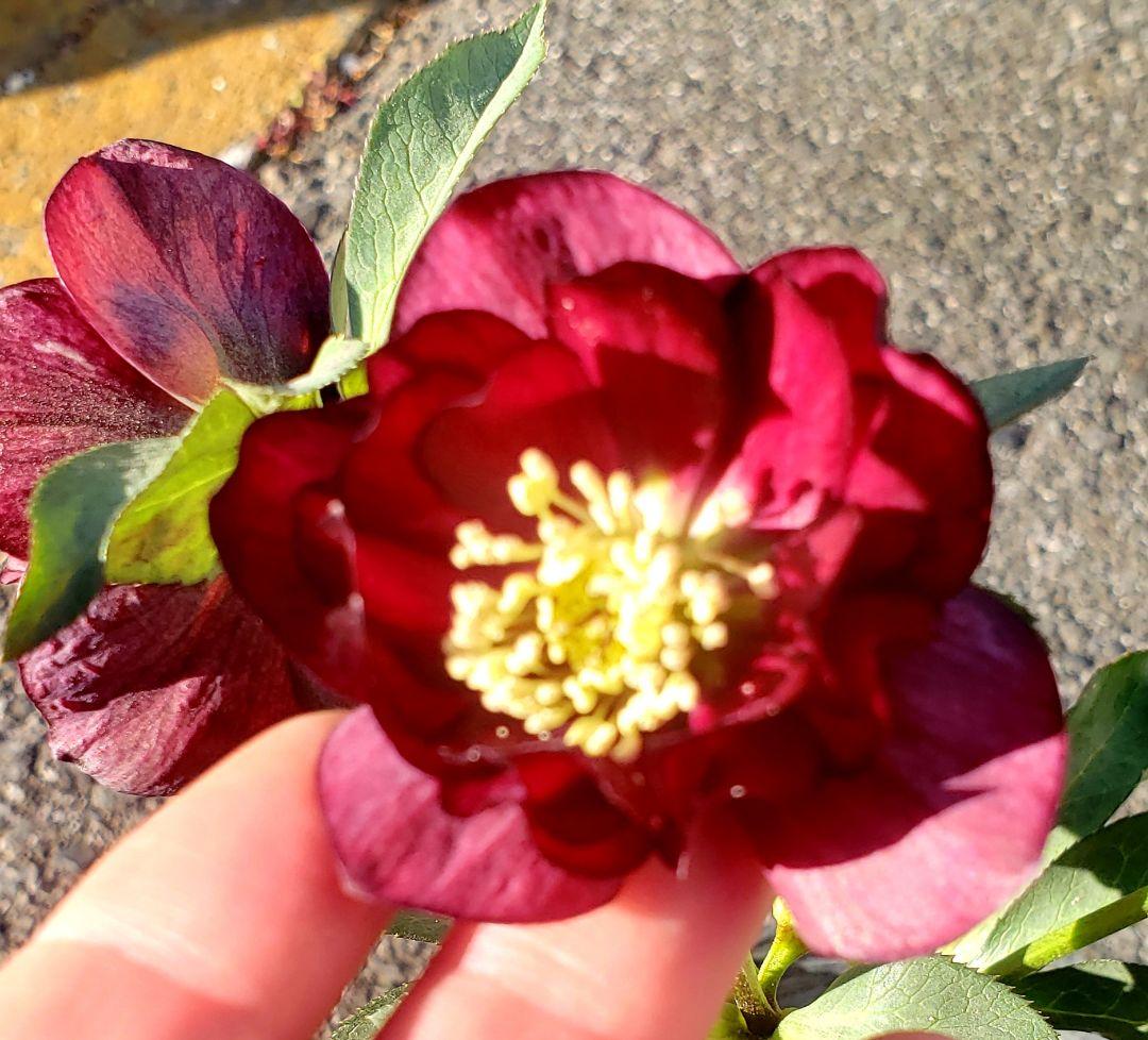 クリスマスローズ　珍しい　キラメキ