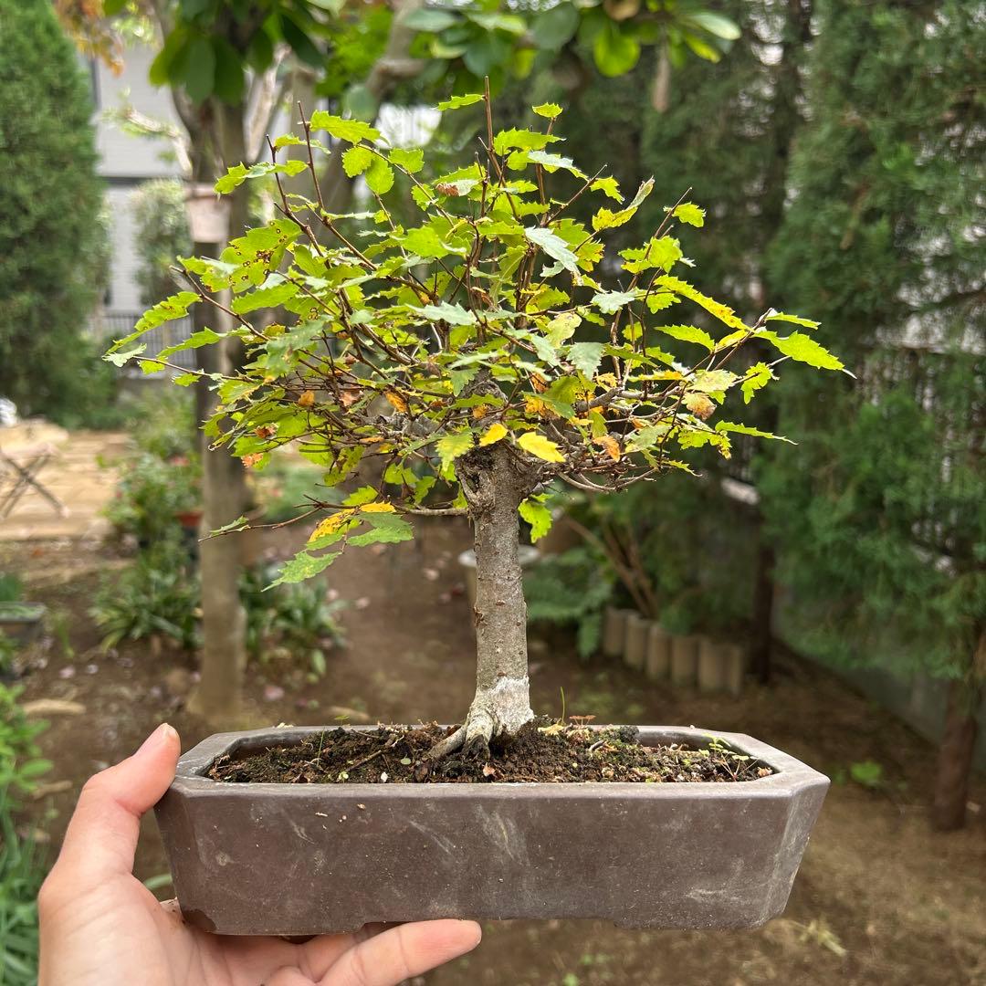 盆栽　欅　ケヤキ　中品盆栽 長方鉢 緑色の葉