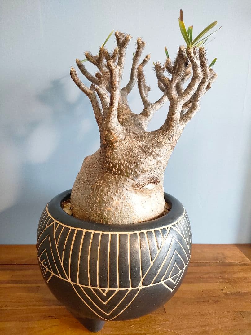 s*s様 【良型】パキポディウム・グラキリス