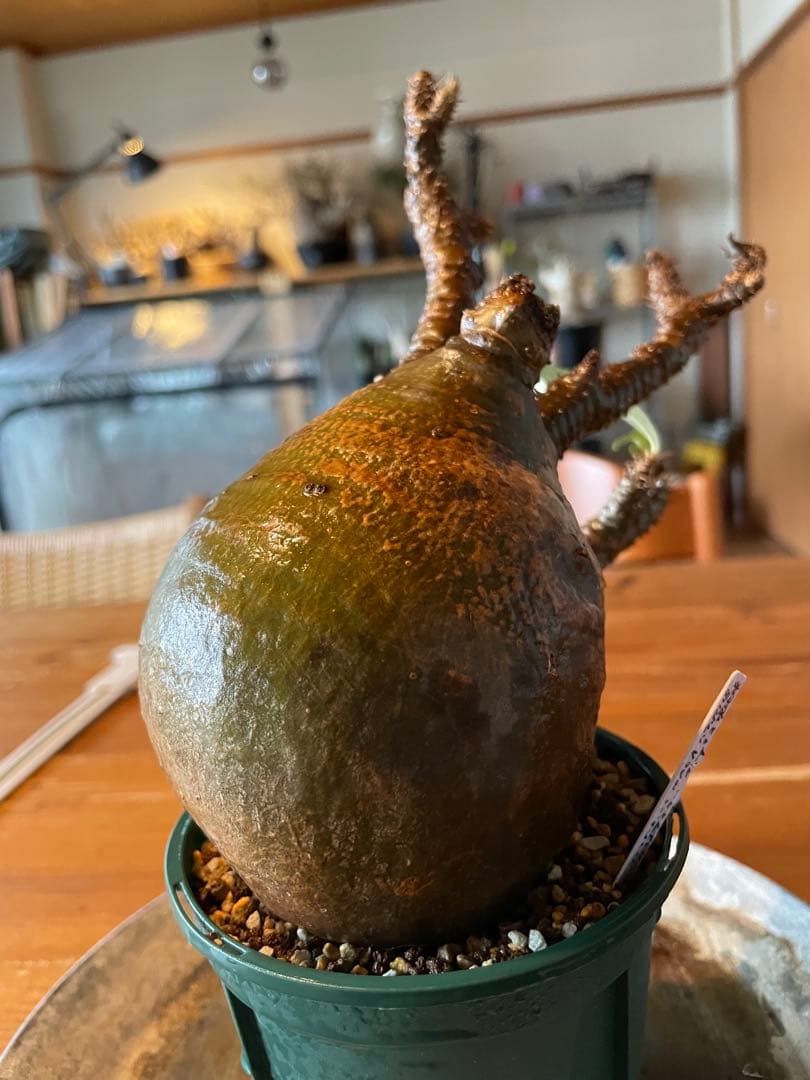 【現地／発根済】パキポディウム　グラキリス（塊根植物）ODDROOTS管理株