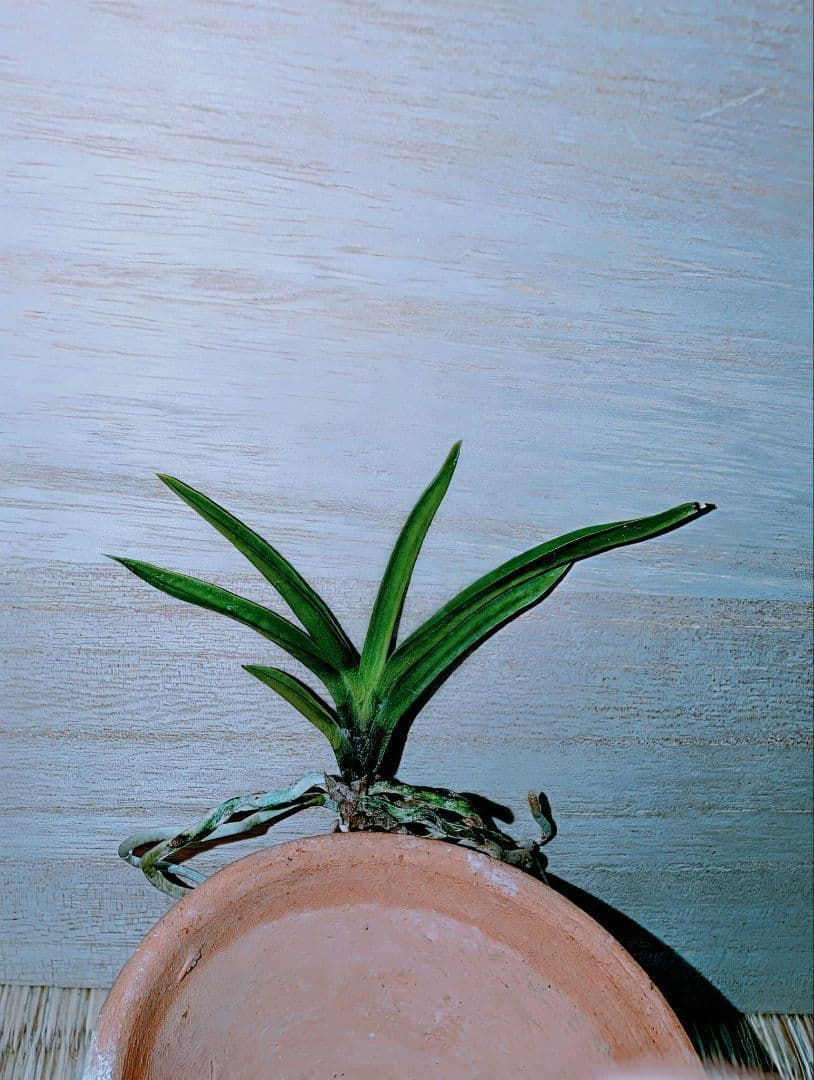 富貴蘭　亀谷金牡丹（無加温作り品）