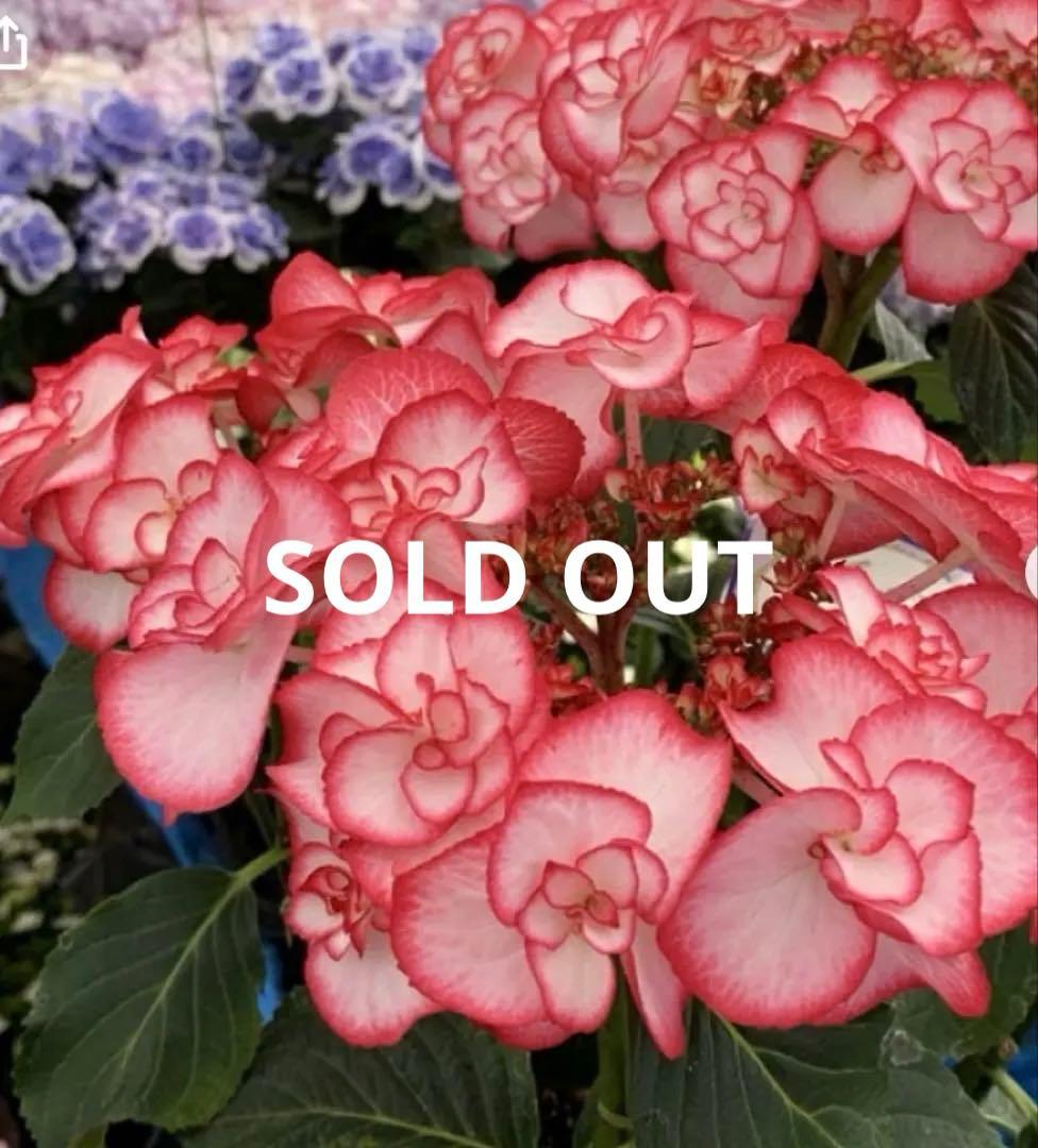 華やかな覆輪紫陽花