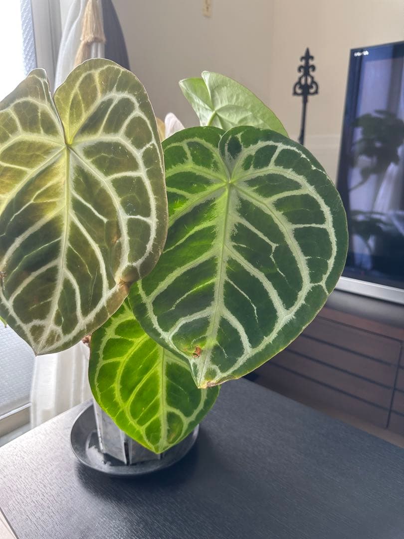 クリスタリナム×ドラヤキ アンスリウム大株 葉数多め アンスリウム