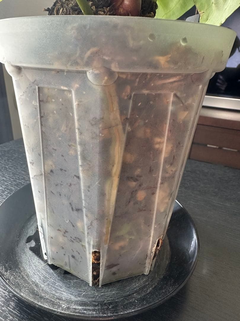 クリスタリナム×ドラヤキ アンスリウム大株 葉数多め アンスリウム