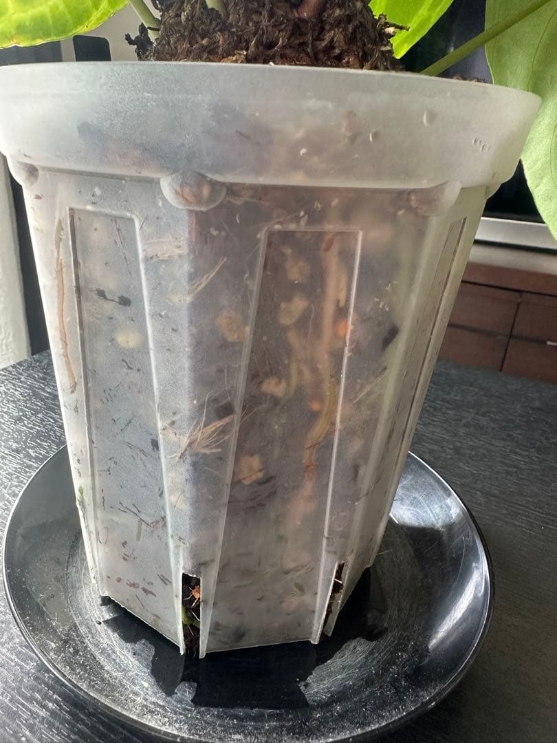 クリスタリナム×ドラヤキ アンスリウム大株 葉数多め アンスリウム