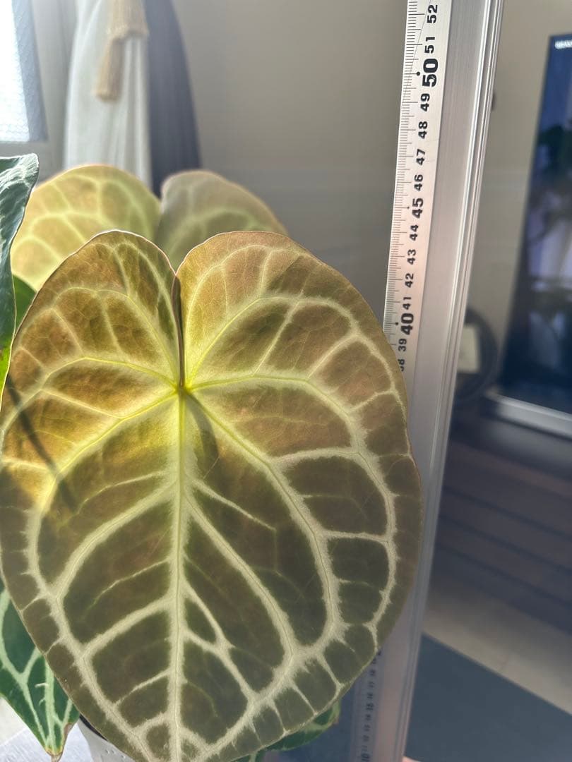 クリスタリナム×ドラヤキ アンスリウム大株 葉数多め アンスリウム