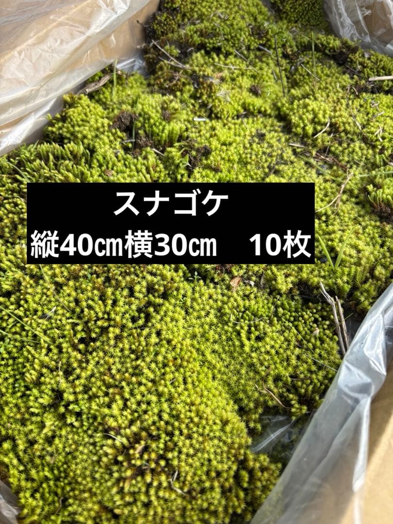 スナゴケ　10枚