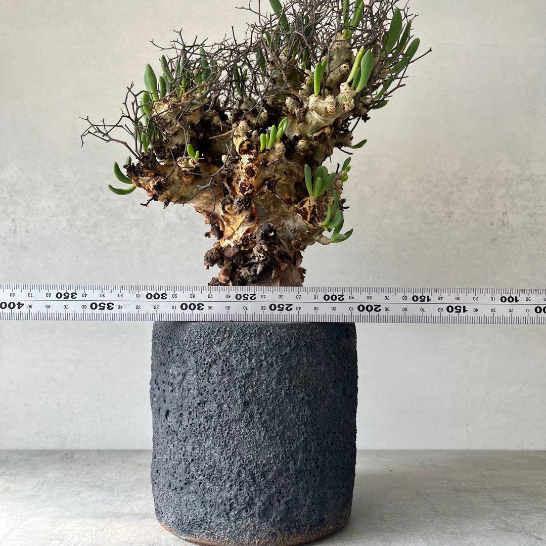 【大株】　チレコドン　レティキュラータス　万物想　現地球　発根済　陶器鉢セット