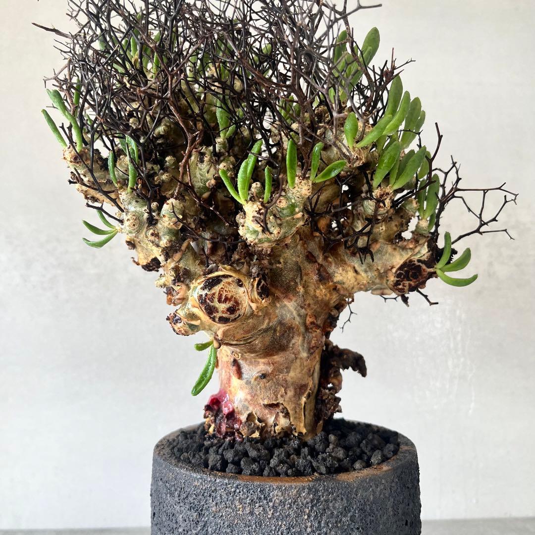 【大株】　チレコドン　レティキュラータス　万物想　現地球　発根済　陶器鉢セット