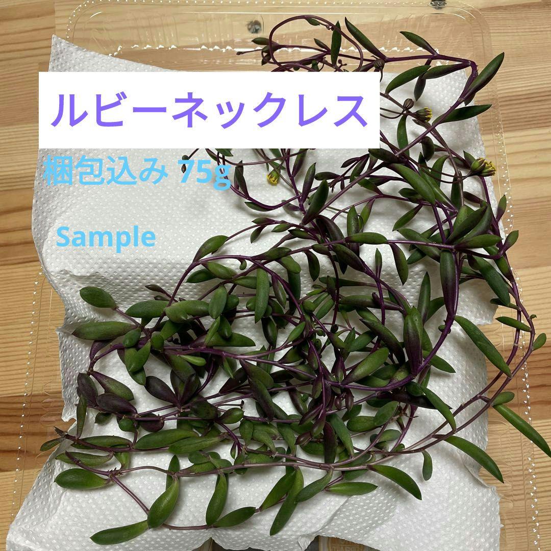 多肉植物 ルビーネックレス カット苗　梱包込み75g