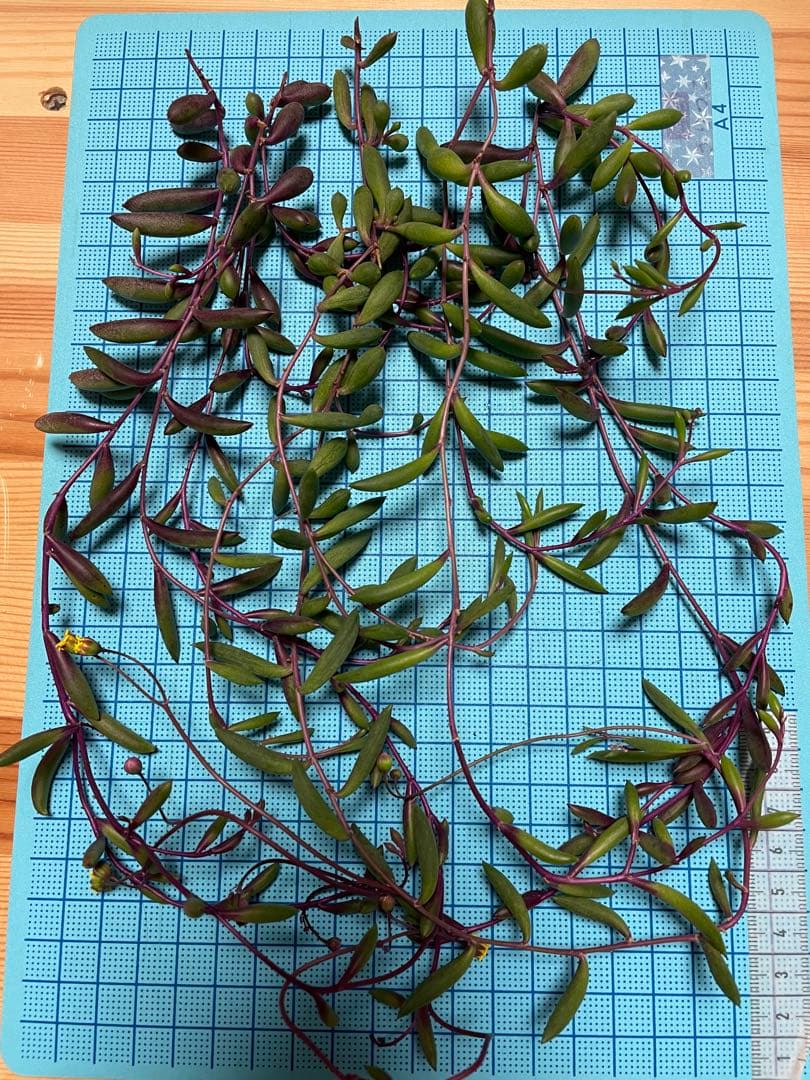 多肉植物 ルビーネックレス カット苗　梱包込み75g