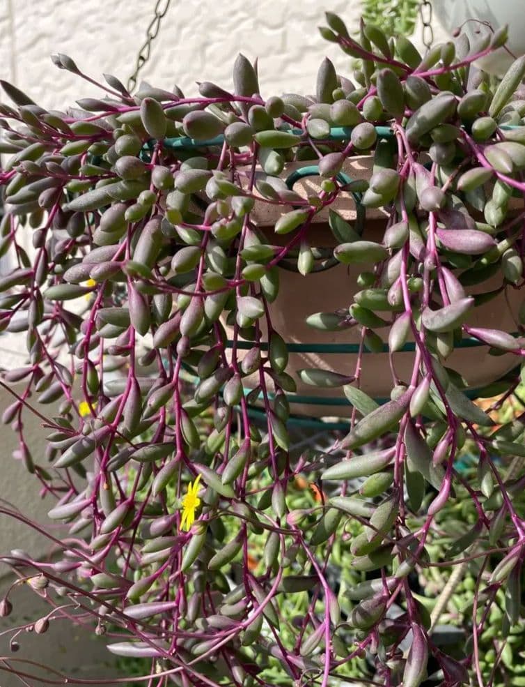 多肉植物 ルビーネックレス カット苗　梱包込み75g