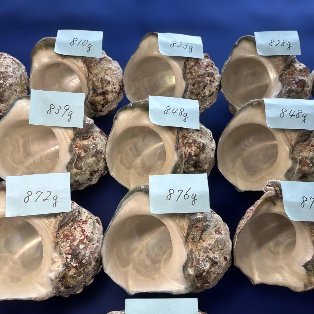 夜光貝　ヤコウ貝　まとめ売り　16個　13、5kg アクセサリー　ルア