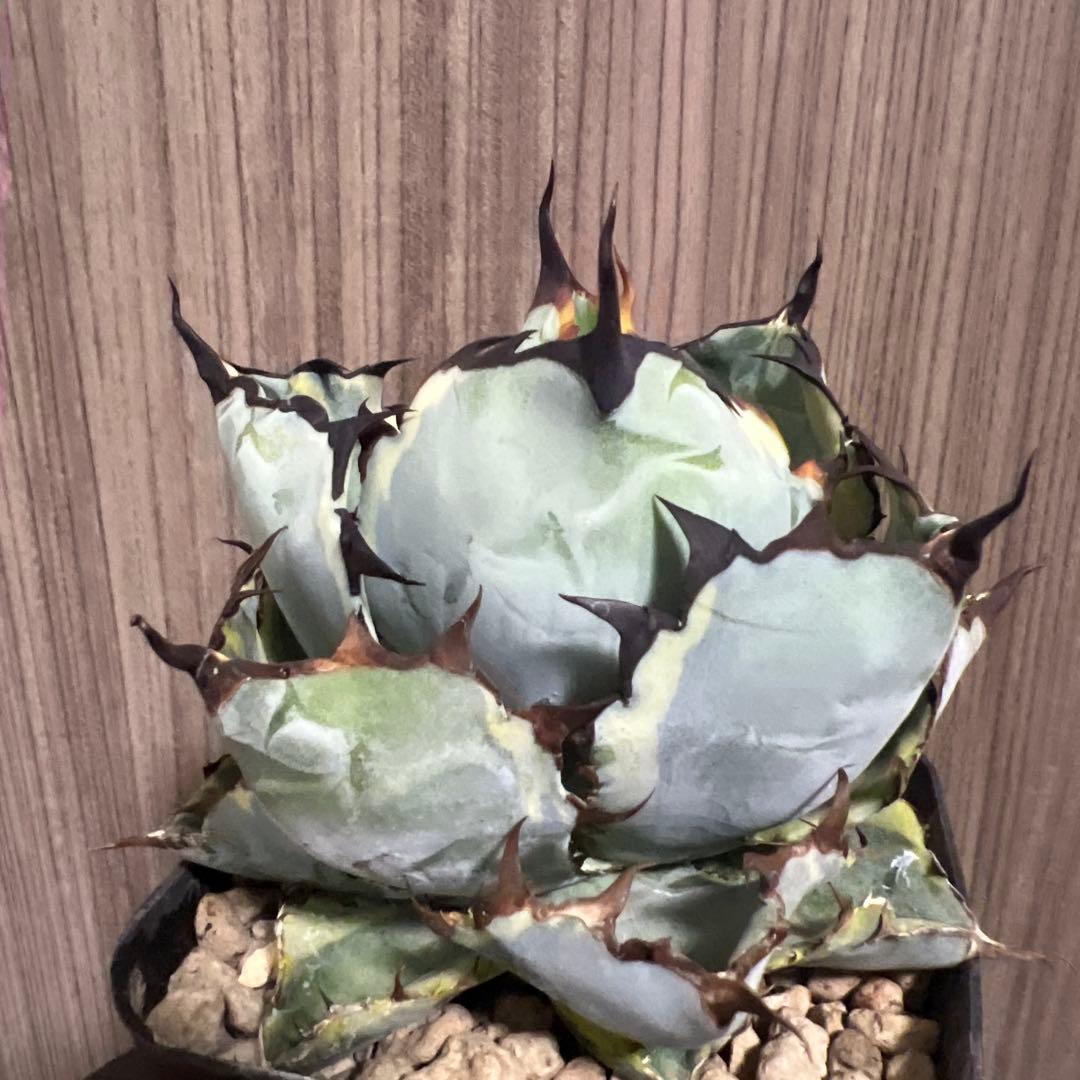 アガベ ブラックアンドブルー　BB 斑入り