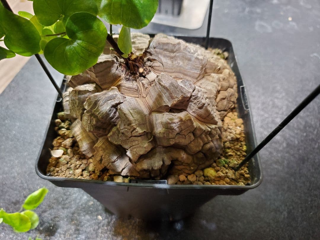 アフリカ亀甲竜 特大18cm 現地球 亀甲 良型 鉢付き